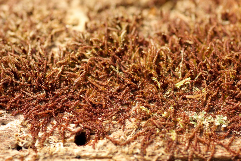 Nowellia curvifolia